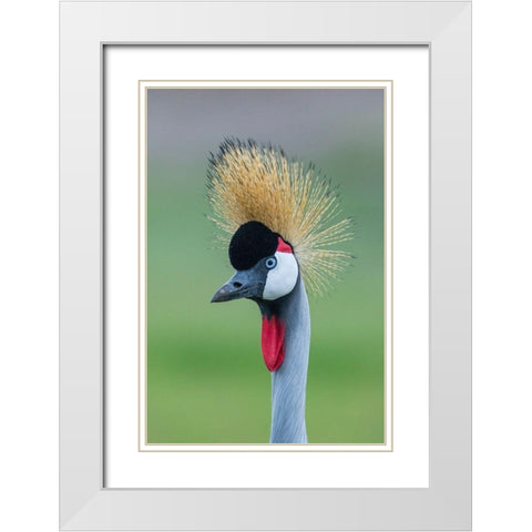 Africa-Tanzania-Ngorongoro Conservation Area-Grey Crowned Crane White Modern Wood Framed Art Print with Double Matting by Souders, Paul