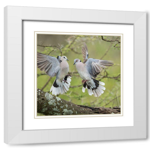 Africa-Tanzania-Ngorongoro Conservation Area-African Mourning Doves  White Modern Wood Framed Art Print with Double Matting by Souders, Paul