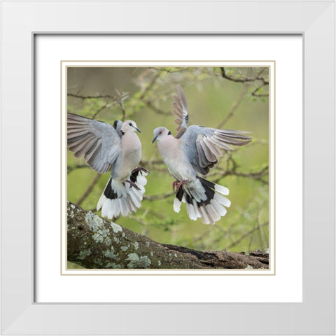 Africa-Tanzania-Ngorongoro Conservation Area-African Mourning Doves  White Modern Wood Framed Art Print with Double Matting by Souders, Paul