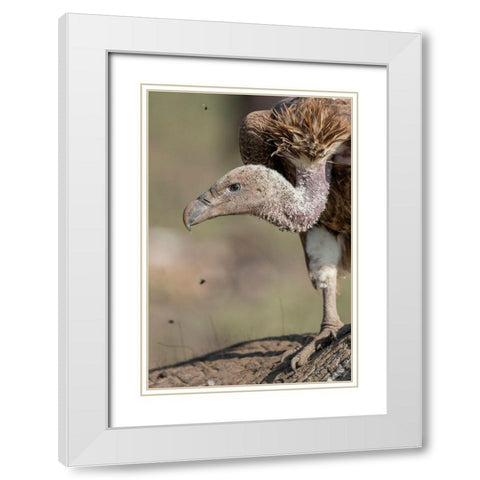 Africa-Tanzania-Ngorongoro Conservation Area-White-backed Vulture White Modern Wood Framed Art Print with Double Matting by Souders, Paul