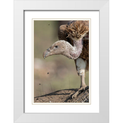 Africa-Tanzania-Ngorongoro Conservation Area-White-backed Vulture White Modern Wood Framed Art Print with Double Matting by Souders, Paul