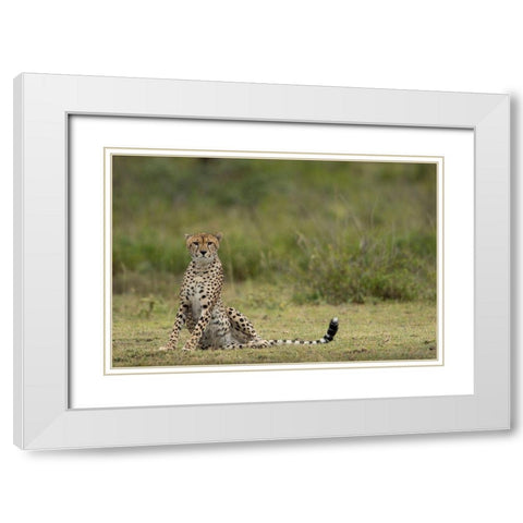 Tanzania-Ngorongoro Conservation Area-Adult Cheetah  White Modern Wood Framed Art Print with Double Matting by Souders, Paul