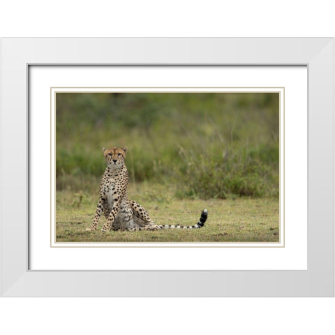 Tanzania-Ngorongoro Conservation Area-Adult Cheetah  White Modern Wood Framed Art Print with Double Matting by Souders, Paul