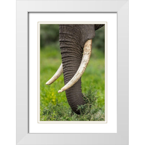 Africa-Tanzania-Ngorongoro Conservation Area-Close up of large ivory tusks of Bull Elephant White Modern Wood Framed Art Print with Double Matting by Souders, Paul
