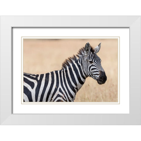Plains zebra-Equus quagga-Seronera-Serengeti National Park-Tanzania White Modern Wood Framed Art Print with Double Matting by Pitamitz, Sergio