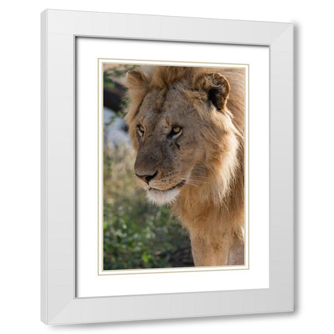 Lion-Panthera leo-Ndutu-Ngorongoro Conservation Area-Serengeti-Tanzania White Modern Wood Framed Art Print with Double Matting by Pitamitz, Sergio