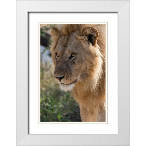 Lion-Panthera leo-Ndutu-Ngorongoro Conservation Area-Serengeti-Tanzania White Modern Wood Framed Art Print with Double Matting by Pitamitz, Sergio