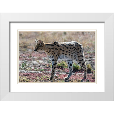 Serval-Leptailurus serval-Ndutu-Ngorongoro Conservation Area-Serengeti-Tanzania White Modern Wood Framed Art Print with Double Matting by Pitamitz, Sergio
