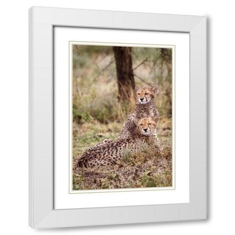 Cheetah cubs-Serengeti National Park-Tanzania-Africa White Modern Wood Framed Art Print with Double Matting by Norring, Tom