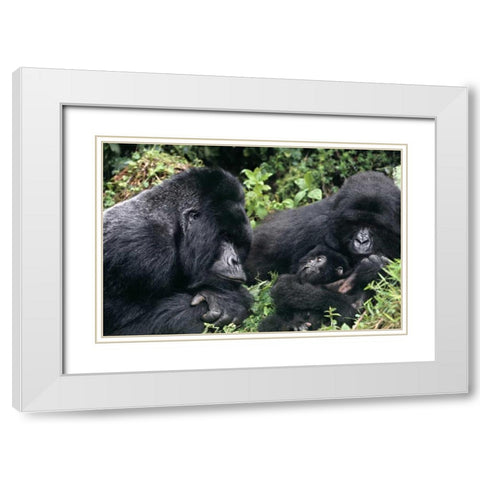 Zaire, Virungas NP Wild mountain gorilla family White Modern Wood Framed Art Print with Double Matting by Welling, Dave
