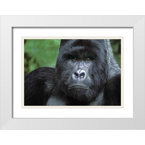 Zaire, Virungas NPSilverback mountain gorilla White Modern Wood Framed Art Print with Double Matting by Welling, Dave