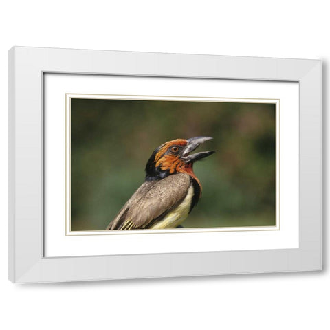 Zimbabwe Close-up of black-collared barbet White Modern Wood Framed Art Print with Double Matting by Williams, Joanne