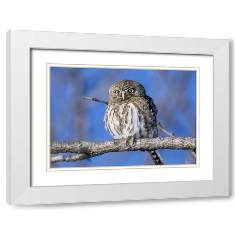 Zimbabwe Close-up of pearl spotted owl on branch White Modern Wood Framed Art Print with Double Matting by Williams, Joanne