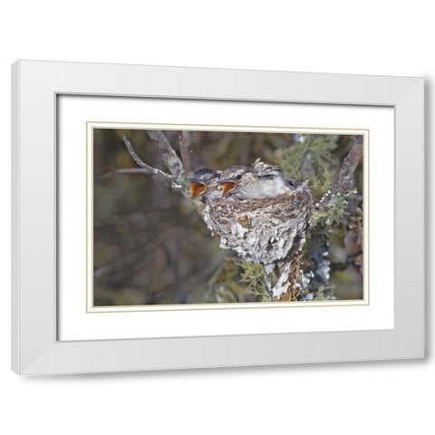 Zimbabwe Puff-backed shrike chicks in nest White Modern Wood Framed Art Print with Double Matting by Williams, Joanne