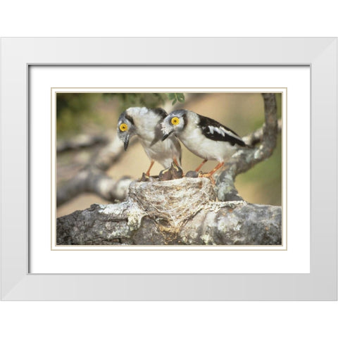 Zimbabwe Helmetshrike on nest with babies White Modern Wood Framed Art Print with Double Matting by Williams, Joanne