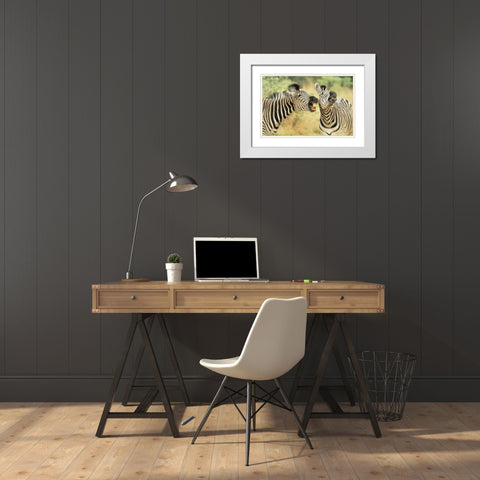 Zimbabwe Two zebras in a dispute White Modern Wood Framed Art Print with Double Matting by Williams, Joanne