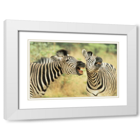 Zimbabwe Two zebras in a dispute White Modern Wood Framed Art Print with Double Matting by Williams, Joanne