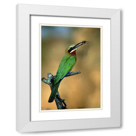 Zimbabwe White-fronted bee-eater with a bee White Modern Wood Framed Art Print with Double Matting by Williams, Joanne