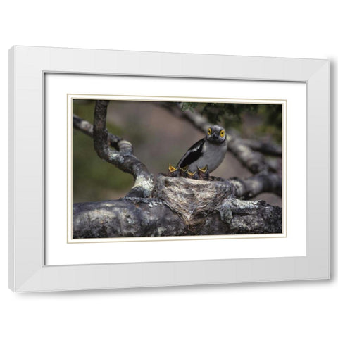 Zimbabwe White helmutshrike on nest with chicks White Modern Wood Framed Art Print with Double Matting by Williams, Joanne