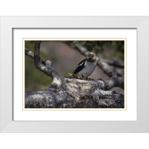 Zimbabwe White helmutshrike on nest with chicks White Modern Wood Framed Art Print with Double Matting by Williams, Joanne