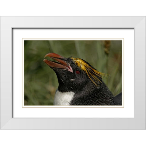 South Georgia Isl, Cooper Bay Macaroni penguin White Modern Wood Framed Art Print with Double Matting by Morris, Arthur