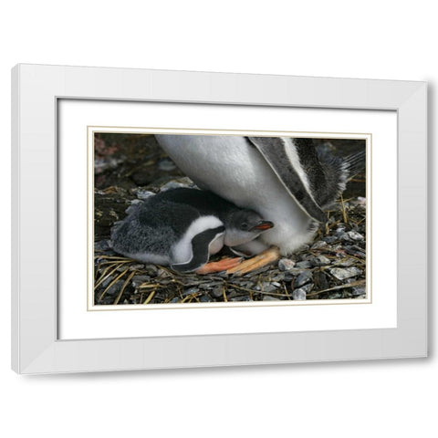 South Georgia Isl, Gold Bay Gentoo penguin chick White Modern Wood Framed Art Print with Double Matting by Morris, Arthur