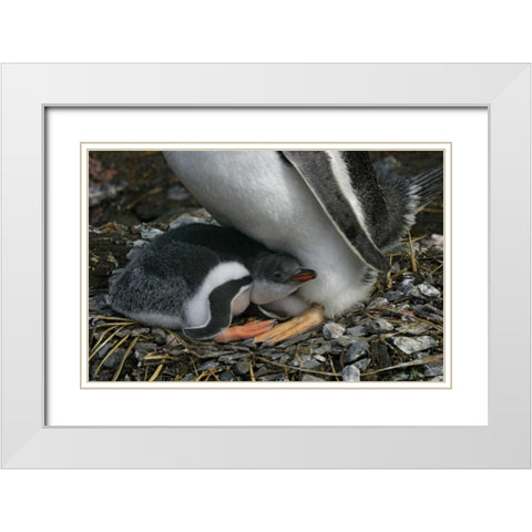 South Georgia Isl, Gold Bay Gentoo penguin chick White Modern Wood Framed Art Print with Double Matting by Morris, Arthur