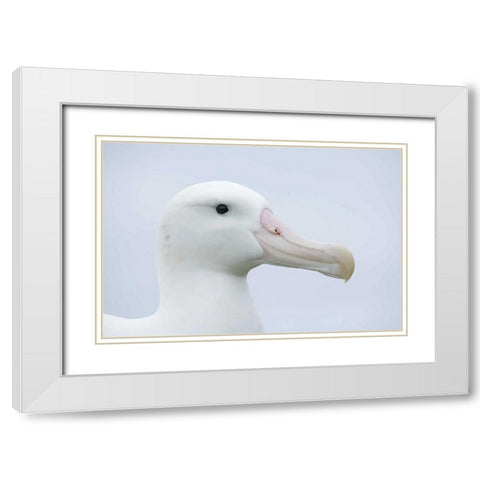 South Georgia Isl, Prion Isl Wandering albatross White Modern Wood Framed Art Print with Double Matting by Morris, Arthur
