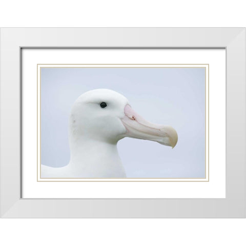 South Georgia Isl, Prion Isl Wandering albatross White Modern Wood Framed Art Print with Double Matting by Morris, Arthur