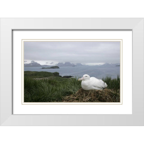 South Georgia Isl, Prion Isl Wandering albatross White Modern Wood Framed Art Print with Double Matting by Morris, Arthur