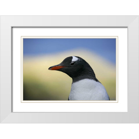 South Georgia Is, Stromess Bay Gentoo penguin White Modern Wood Framed Art Print with Double Matting by Morris, Arthur