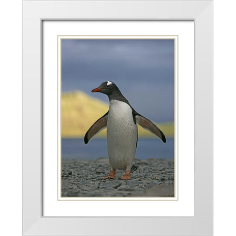 South Georgia Isl, Stromess Bay Gentoo penguin White Modern Wood Framed Art Print with Double Matting by Morris, Arthur