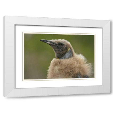 South Georgia Island Molting king penguin chick White Modern Wood Framed Art Print with Double Matting by Morris, Arthur