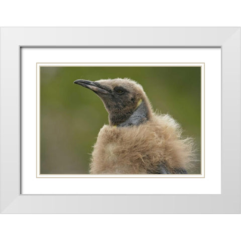 South Georgia Island Molting king penguin chick White Modern Wood Framed Art Print with Double Matting by Morris, Arthur