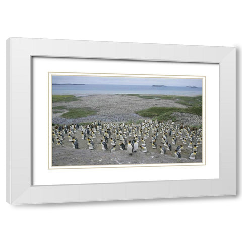 South Georgia Island King penguin colony White Modern Wood Framed Art Print with Double Matting by Morris, Arthur