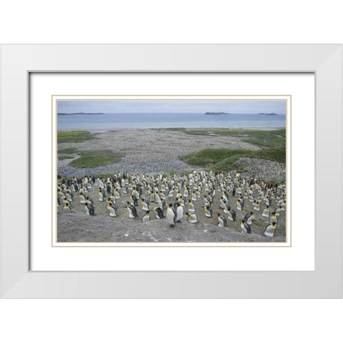 South Georgia Island King penguin colony White Modern Wood Framed Art Print with Double Matting by Morris, Arthur