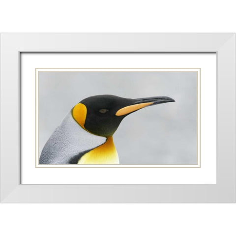 South Georgia Island King penguin head White Modern Wood Framed Art Print with Double Matting by Morris, Arthur