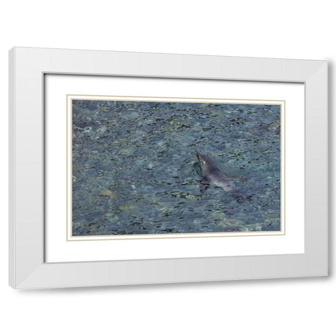 South Georgia Island Southern fur seal swimming White Modern Wood Framed Art Print with Double Matting by Paulson, Don