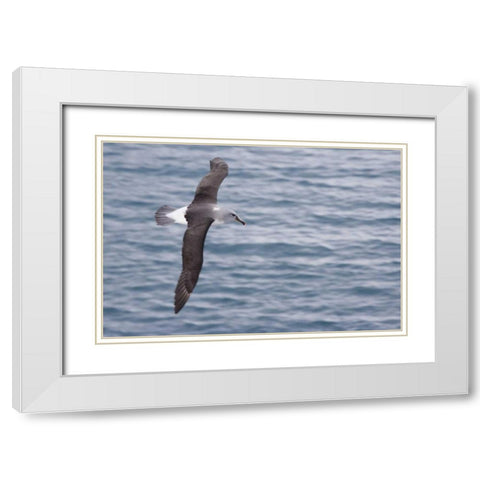 South Georgia Island Gray-headed albatross White Modern Wood Framed Art Print with Double Matting by Paulson, Don