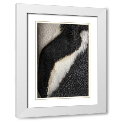 South Georgia Island Gentoo penguin flipper White Modern Wood Framed Art Print with Double Matting by Paulson, Don