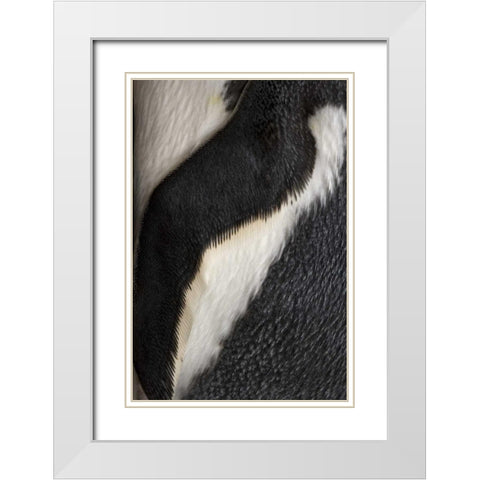 South Georgia Island Gentoo penguin flipper White Modern Wood Framed Art Print with Double Matting by Paulson, Don