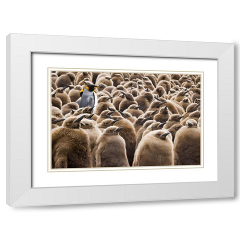 South Georgia Island Young king penguin chicks White Modern Wood Framed Art Print with Double Matting by Paulson, Don