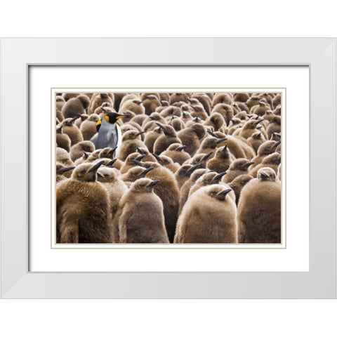 South Georgia Island Young king penguin chicks White Modern Wood Framed Art Print with Double Matting by Paulson, Don