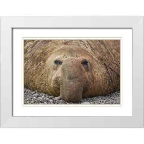 South Georgia Island Bull elephant seal White Modern Wood Framed Art Print with Double Matting by Paulson, Don