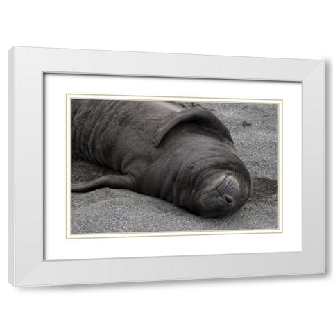 South Georgia Island Elephant seal pup sleeps White Modern Wood Framed Art Print with Double Matting by Paulson, Don