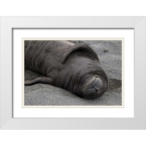 South Georgia Island Elephant seal pup sleeps White Modern Wood Framed Art Print with Double Matting by Paulson, Don