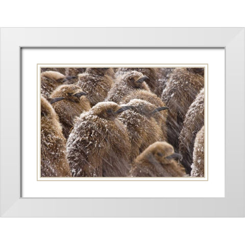 South Georgia Island King penguin chicks in snow White Modern Wood Framed Art Print with Double Matting by Paulson, Don