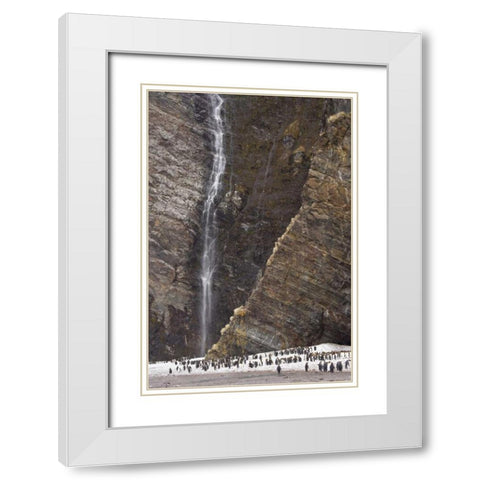 South Georgia Isl, Fortuna King penguin colony White Modern Wood Framed Art Print with Double Matting by Paulson, Don