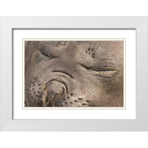 UK Territory, South Georgia IslandElephant seal White Modern Wood Framed Art Print with Double Matting by Paulson, Don