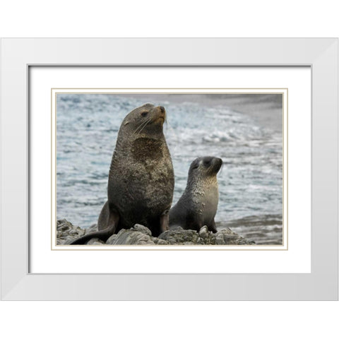 South Georgia Island Mother fur seal and pup White Modern Wood Framed Art Print with Double Matting by Paulson, Don